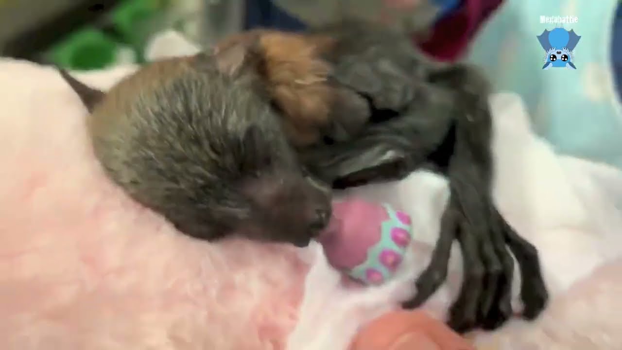 Premature flying-fox orphan in care:  this is Billi Maree first few days