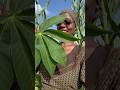 Practice agricultural skills by planting a tree for shade 🤗🌴 #vlog #agreeinchrist #tree #planting
