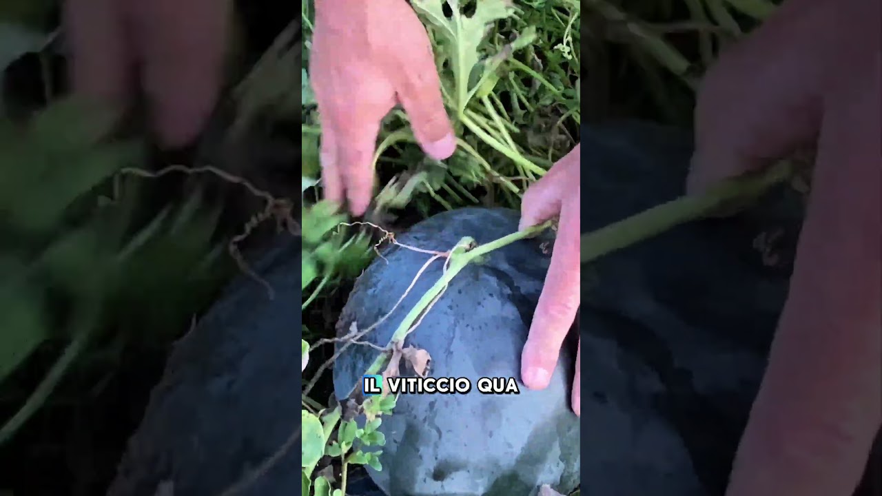 ANGURIE MATURE: I segni di Maturazione del COCOMERO!