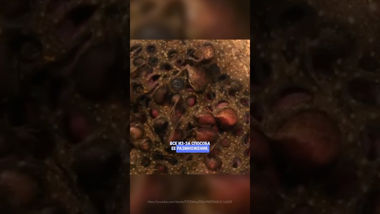 Суринамская пипа #неочевидные_животные