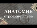 Оболочки и светопроводящая система глазного яблока | Анатомия