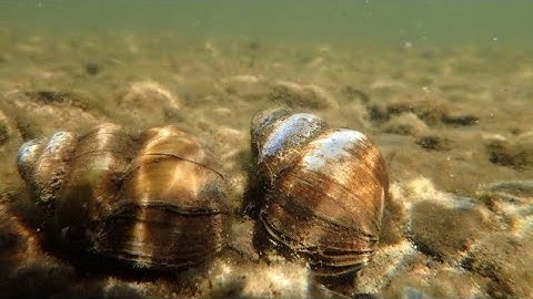 Invasive Species: Chinese Mystery Snails (Trapdoor Snail) - Learning With Flaco - Flaconadir