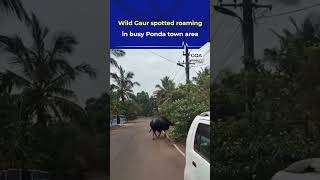 Wild Animal in the City! Disoriented Gaur Sparks Fear in Ponda’s Heart | #goanews #breakingnews
