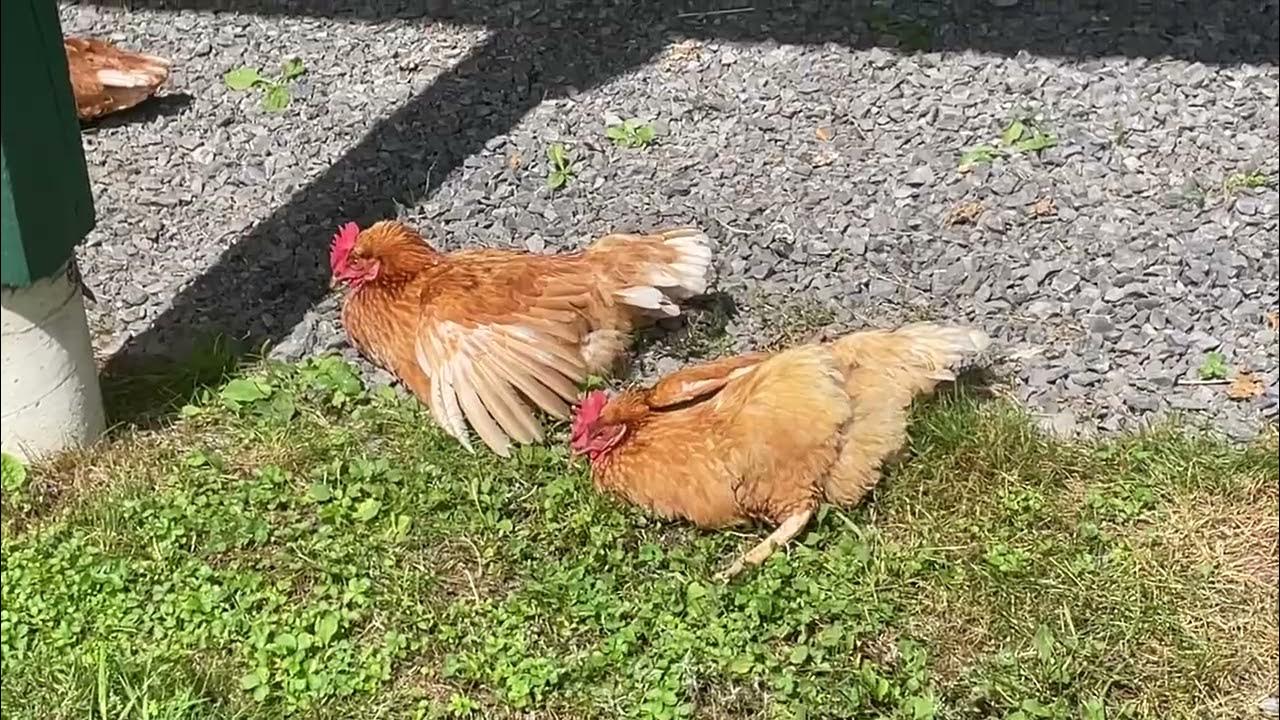 Chickens sunning themselves. YouTube