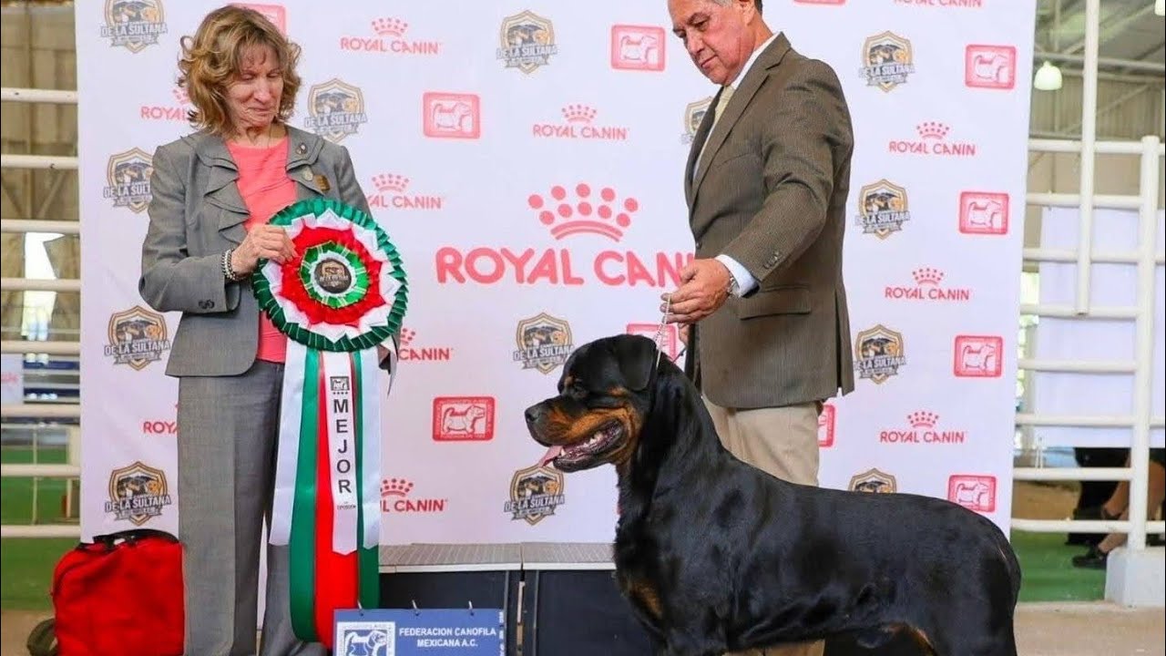 Eterno vd Gopas - Monterrey 2026 - BIS