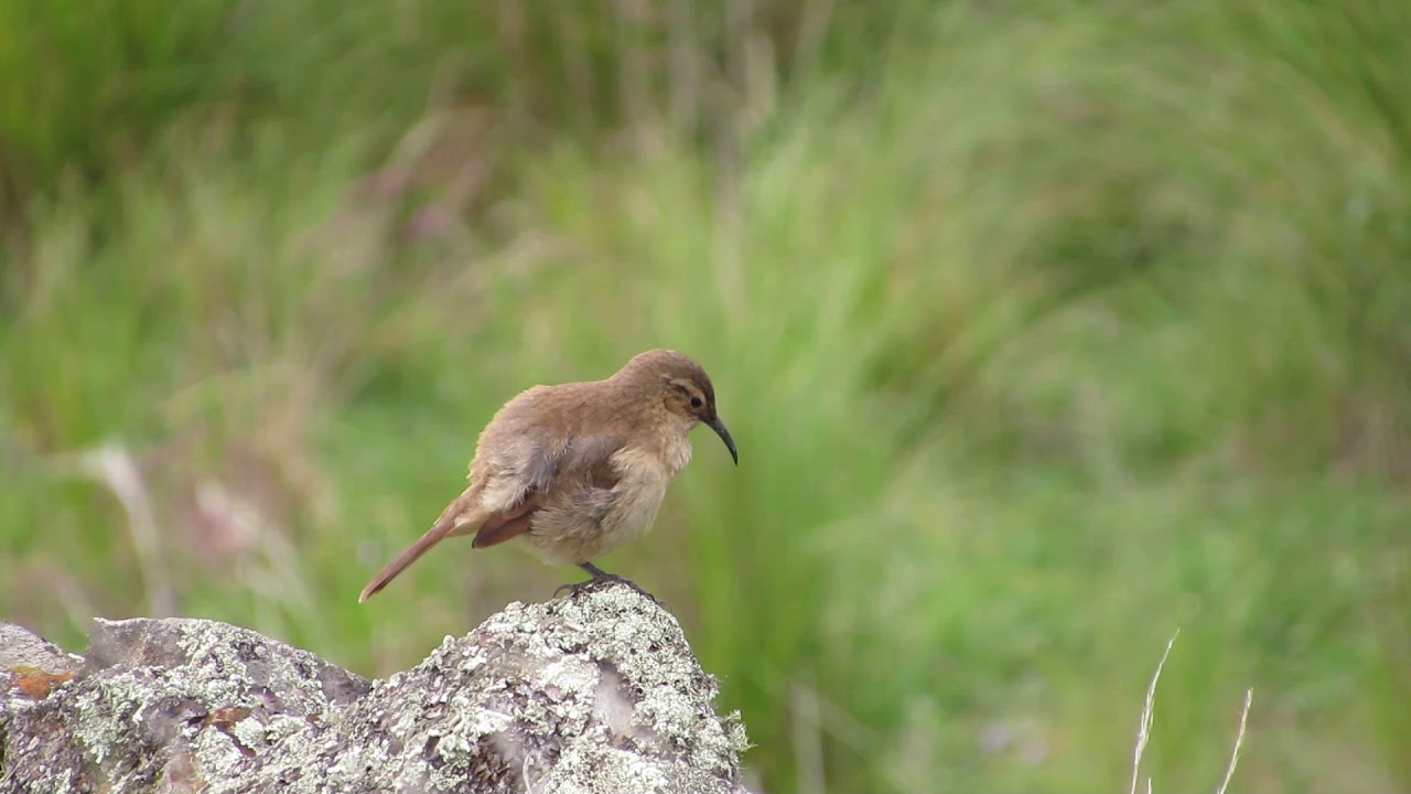 Upucerthia validirostris jelskii (Cabanis, 1874) /  Plain-breasted Earthcreeper
