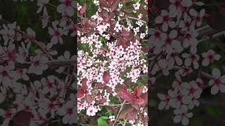 Flower and animal video in 4K HDR10+ while walking the neighbourhood - 20260522 111851