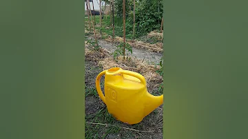 Мочевина для томатов.