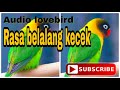 Lovebird isian walang kecek