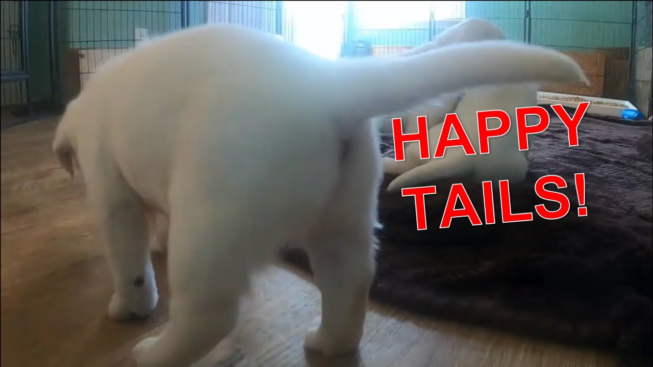 happy tails puppies