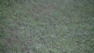 8 Point Buck.avi