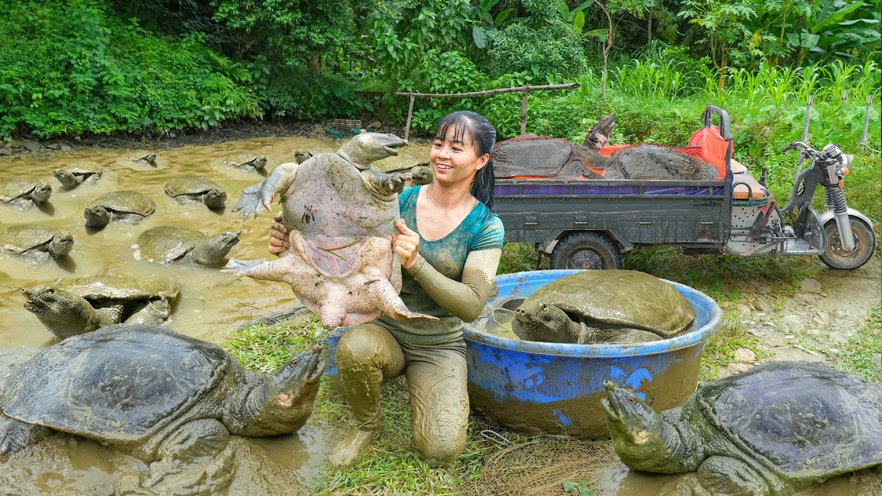 TEMILAPSE -- 268 Days of Catching Large Turtles & Plenty of Fish to Sell at the Country Market