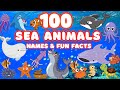 100 Cool Sea Animals for Kids 🐠