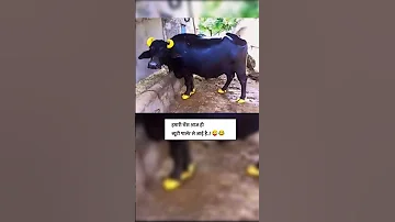 Hamari Bhains Aaj Hee Byootee Paarlar Se Aaee Hai Trending Shortvideo Viralvideo Funny Viral 