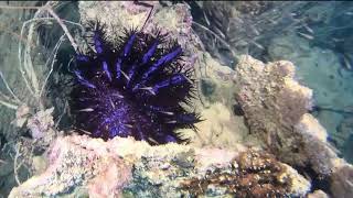 Crown-of-thorns Starfish