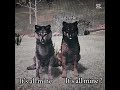 So take it all? Collab with Beetle #wolves #wolfquest