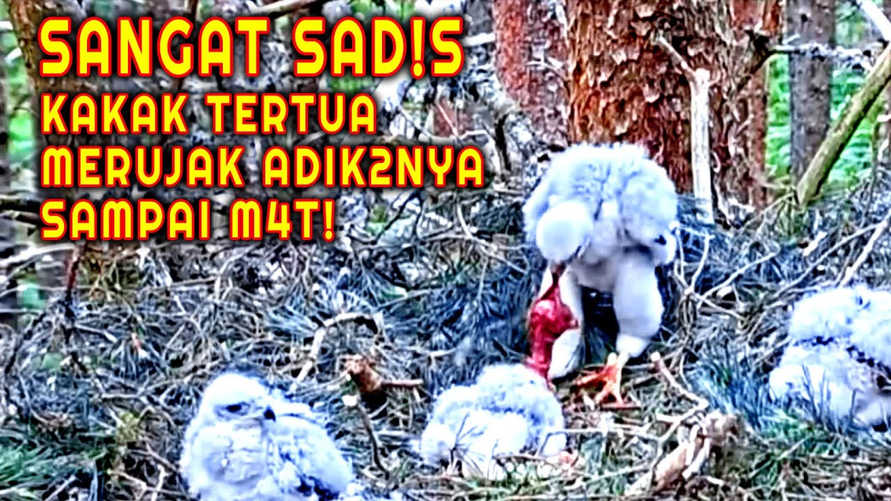 SANGAT S4D!S ! Kakak Tertua Membully dan Membunuh Adik2nya 