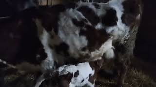 Gilezide 2-Ci Qarina Dişi Balaynan, 13 Lt Bulama Verir. 051070888-82-81