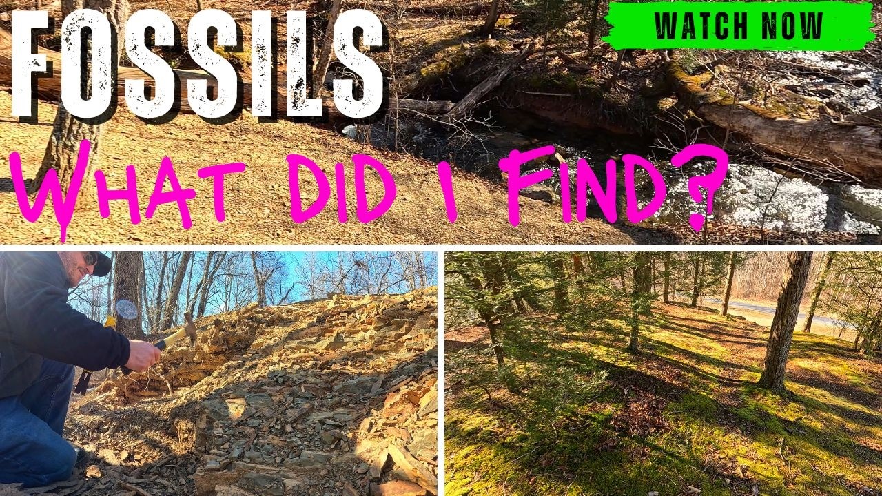 Digging for Marine Fossils at Swatara State Park