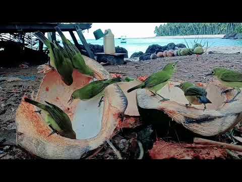 Kicau burung kacamata nuansa di pulau denawan 