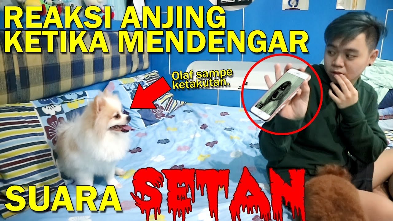 BUKTI ANJING BISA NGELIAT SETAN?! *SERAM* - YouTube