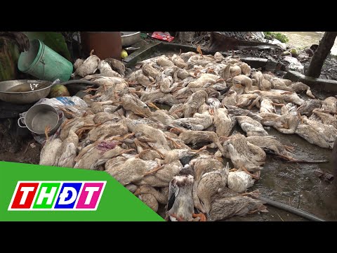 Video Vụ hàng trăm con vịt chết ở TP Sa Đéc: Không phải do... - youtube