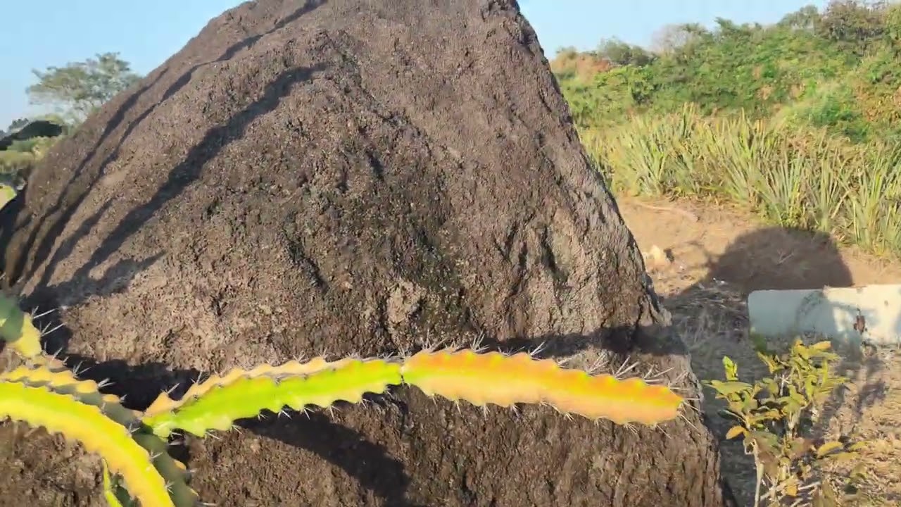 Maravilloso es el Campo...