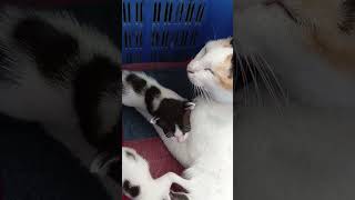 mother son conversation! #catvideos #babyanimal #babycat #adoptstrays #pawsn #kitten #babypet #cat