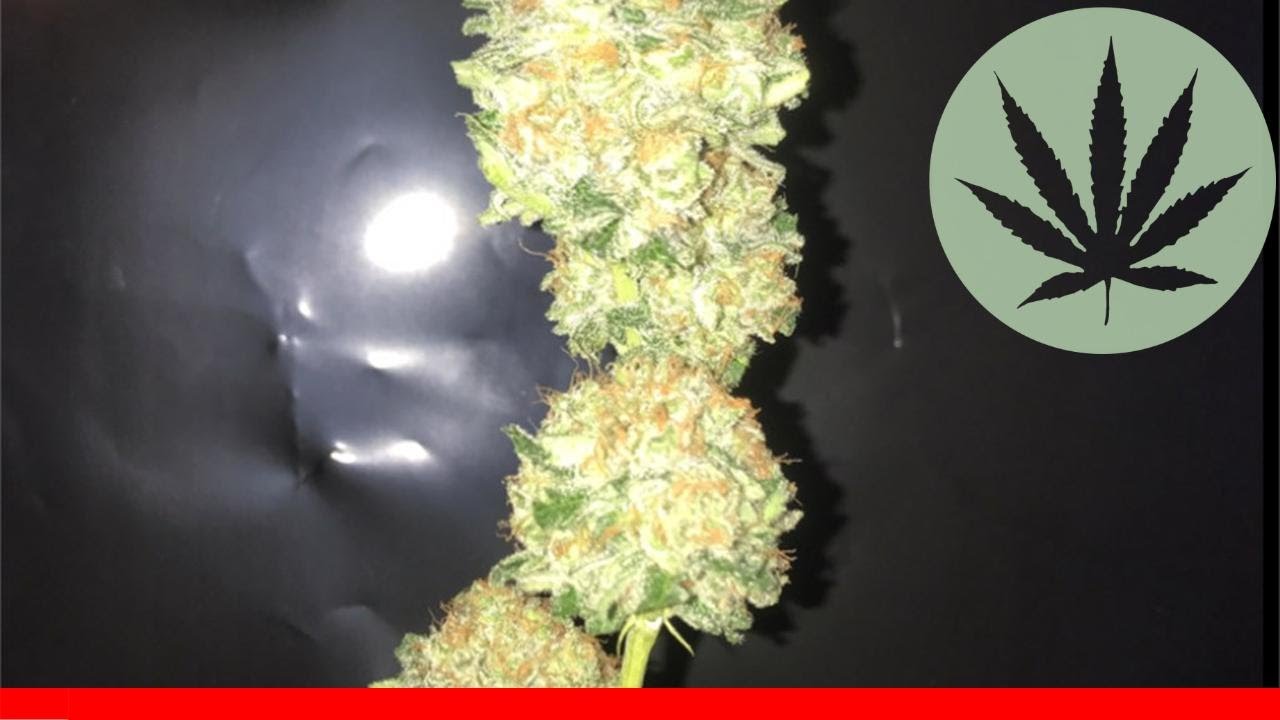 Critical Plus - All About This Strain