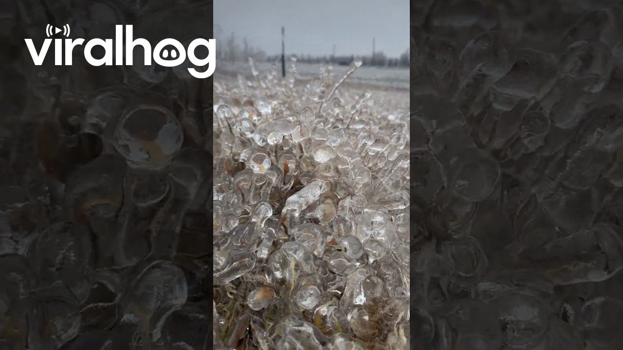 Frozen Rain Encases Grass In Glass || ViralHog