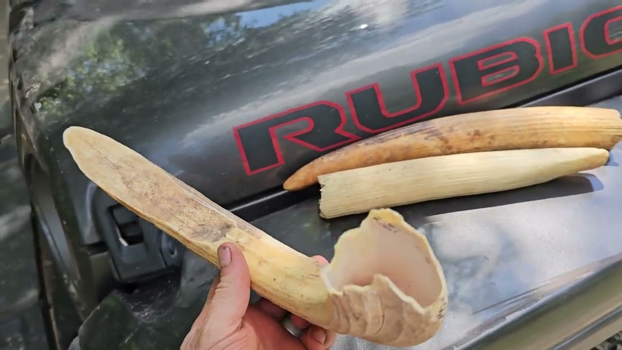 Nibletts Bluff knapp-In Treasures.