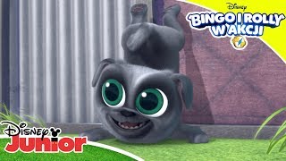 Epicka Psiątka Bingo I Rolly W Akcji Disney Junior Polska