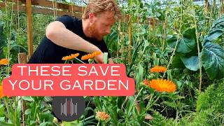 जून की कीटों से लड़ने के लिए सबसे बेहतरीन साथी पौधे screenshot 2