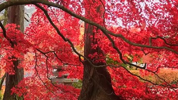 Maple Leaves Falling from the tree, Relaxing Video, Satisfying Video, Meditation, TriAngle