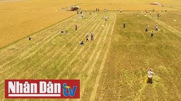 Vai trò hợp tác xã kiểu mới