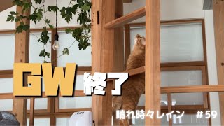 【保護猫と夫婦vlog】GW中の日常/新しい観葉植物/GW明けの日常