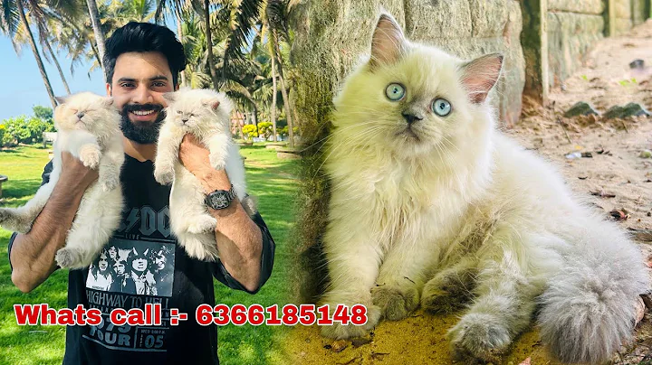 Watch the video about High Quality Persian Cat's and kittens | Persian cats for life | persian cat | persian cat price