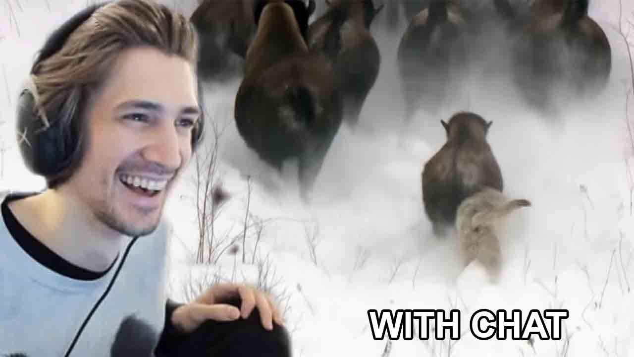 xQc react to Best Wild Animal Chases Top 5 BBC Earth YouTube