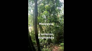 Malaysia - Cameron Highlands - Lake House Forest Trail