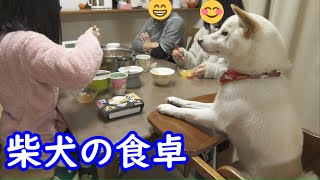 柴犬と一緒に家族で食卓を囲んだら最高に楽しかった(笑)