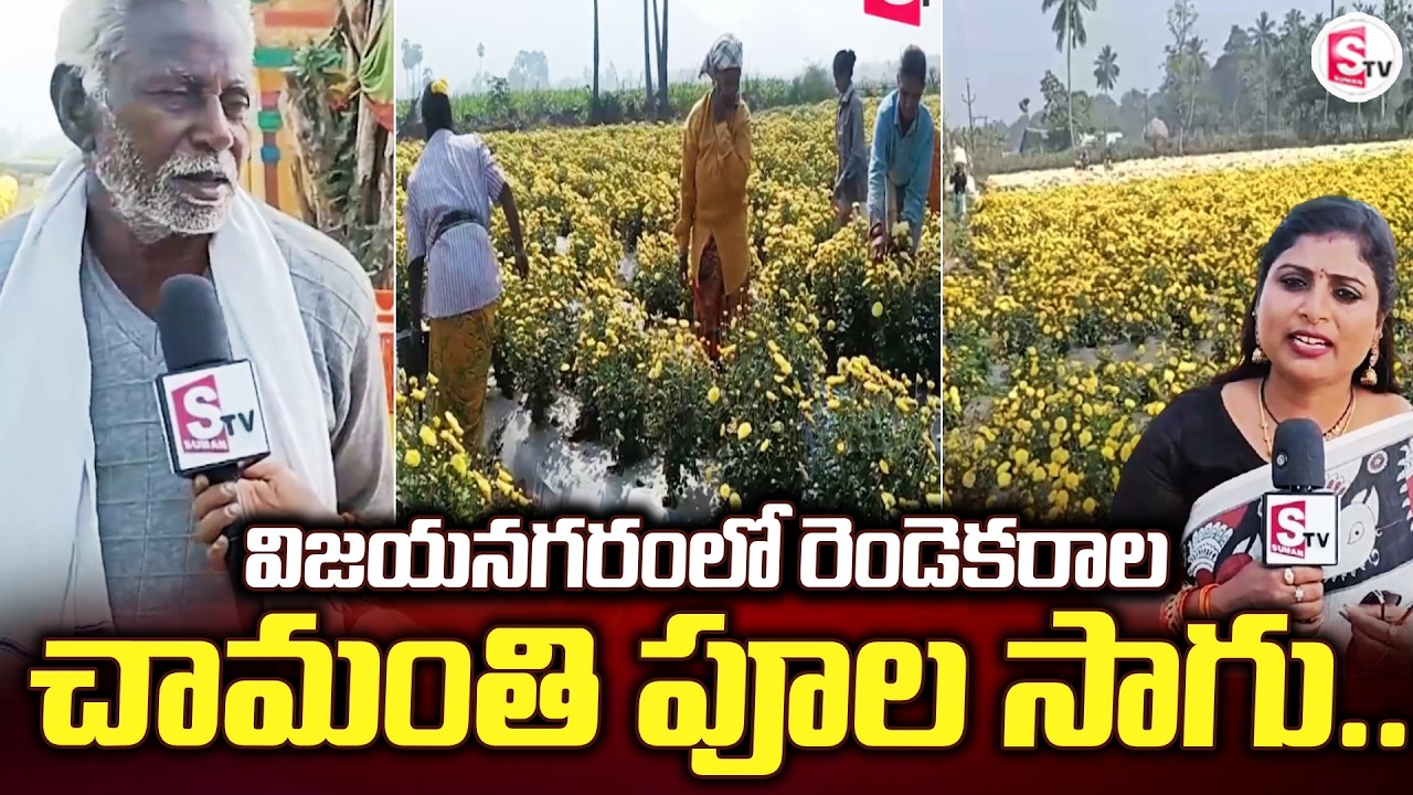 రెండెకరాల చామంతి పూల సాగు | Vizianagaram | Chrysanthemum Plants | @SumanTvVizianagaram
