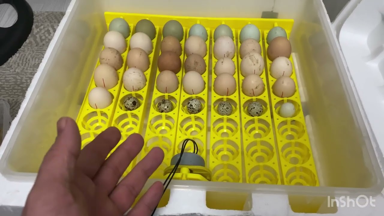 KARIŞIK YUMURTALARI KULUÇKA MAKİNASINA KOYDUK BAKALIM NE ÇIKICAK