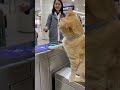 猫が改札を通る人に猫パンチしてる🐱7 #cat #cats #ねこ #ねこのいる生活