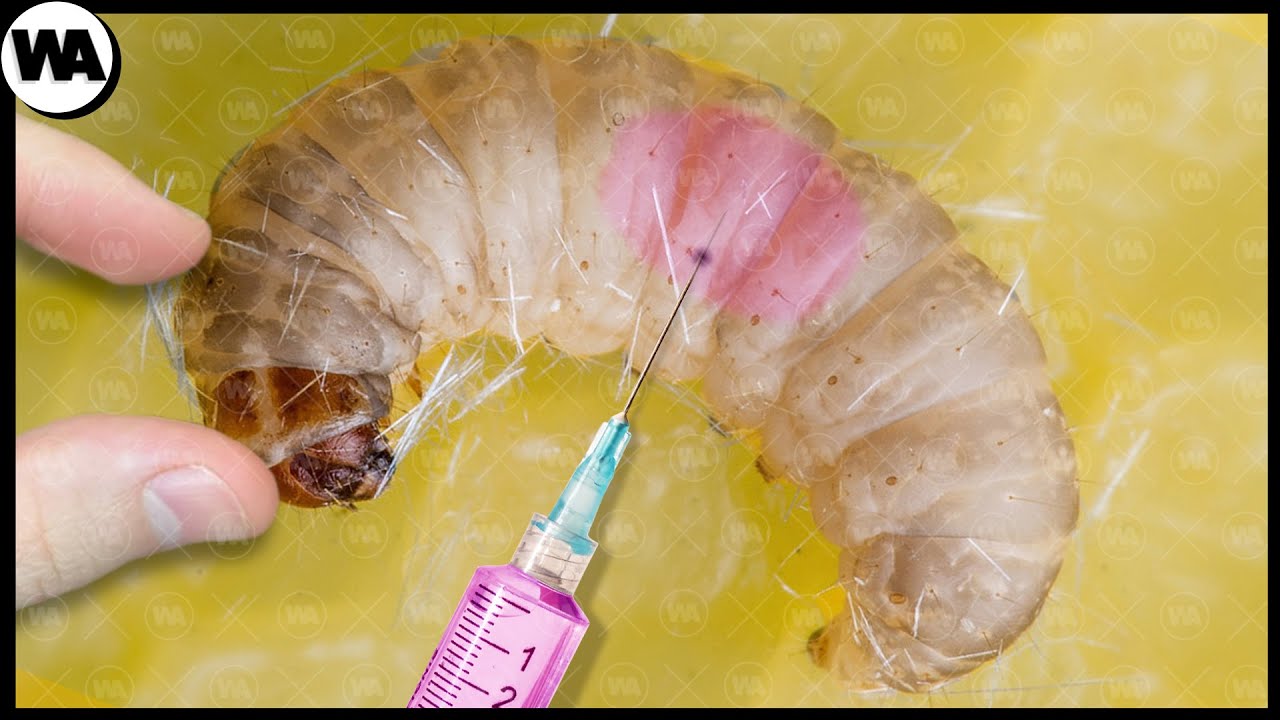 Comment Créer une Reine des Abeilles à Partir d'une Abeille Ordinaire ?