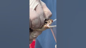 Nọc độc rắn hổ mang đất và rắn hổ chúa có khác nhau #shortvideo #thưgiãn