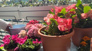 Balkona yeni ilk bahar cicekleri aldim🌸🍀