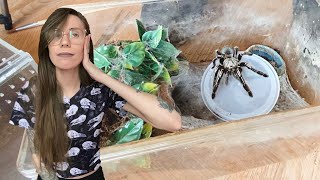 why my skeleton leg tarantula enclosure SUCKS