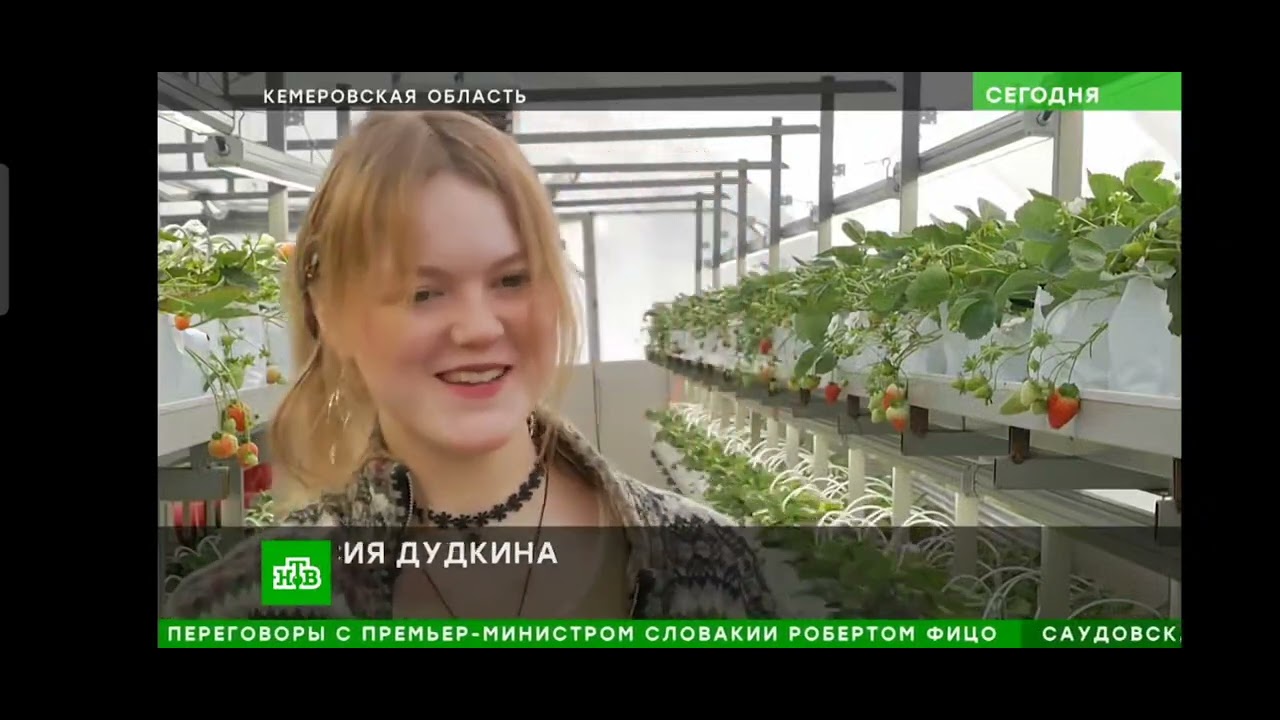 ТЕЛЕКАНАЛ НТВ. КЛУБНИКА 365 ДНЕЙ В СИБИРИ. +79039166167