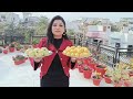 घर पर उगाए ऑर्गेनिक अमरूद #organic #homegarden