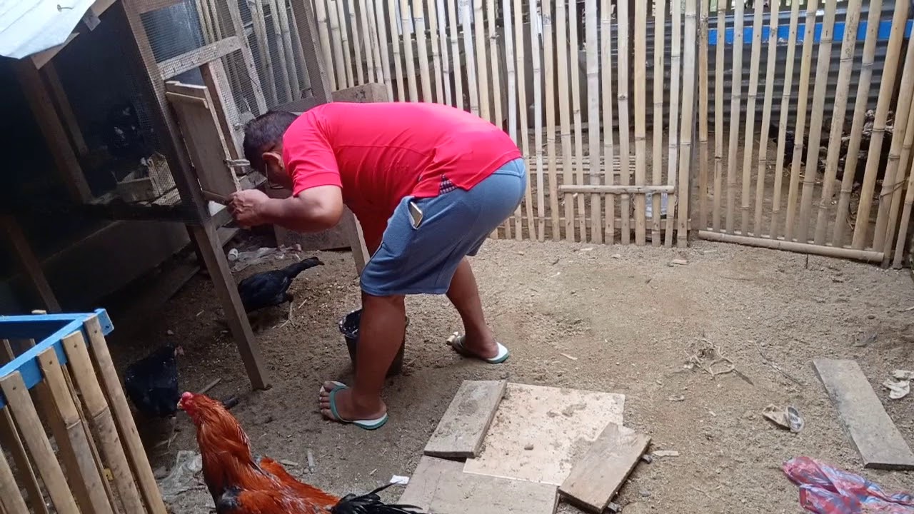 Ternak ayam kampung 